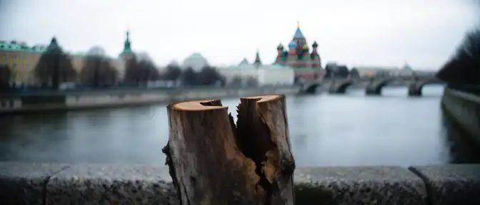 Исчезновение исторического символа Петербурга: у Банковского моста спилили столетний берлинский тополь
